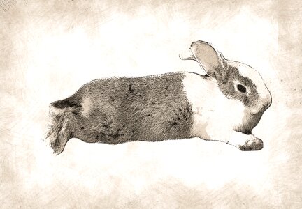 Rodent hare animal. Free illustration for personal and commercial use.