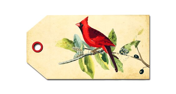 Red cardinal vintage art. Free illustration for personal and commercial use.