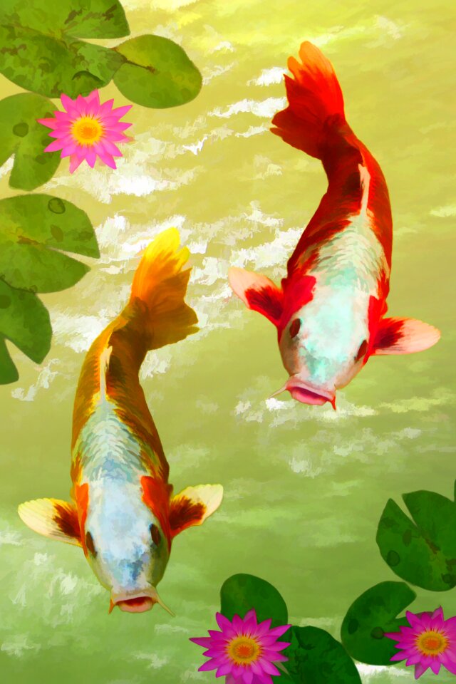 Pond carp japanese. Free illustration for personal and commercial use.