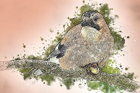 Garrulus glandarius hunger foraging. Free illustration for personal and commercial use.