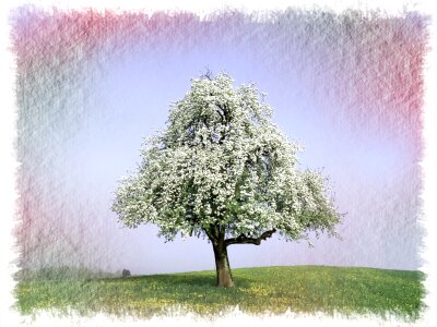 Bloom flourishing tree sky. Free illustration for personal and commercial use.