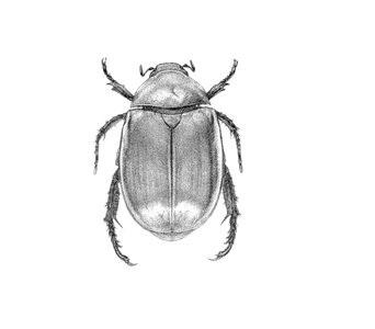 Invertebrates the beetle ink. Free illustration for personal and commercial use.