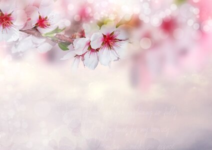 Pink nature flowering twig. Free illustration for personal and commercial use.