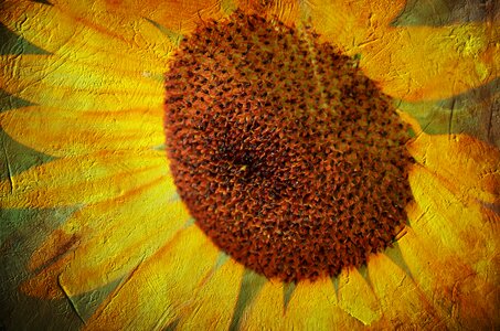 Yellow nature brown sunflower. Free illustration for personal and commercial use.