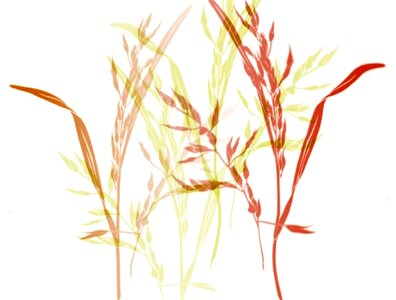 Slightly tender natural plant. Free illustration for personal and commercial use.