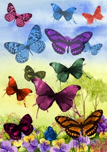 Graphic design butterflies. Free illustration for personal and commercial use.