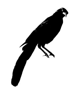 Blackbird raven Free illustrations. Free illustration for personal and commercial use.