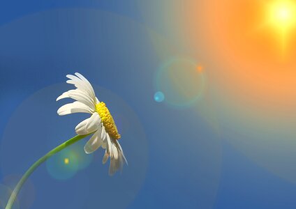 Asteraceae flower spring. Free illustration for personal and commercial use.