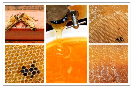 Honey compilation Free illustrations. Free illustration for personal and commercial use.