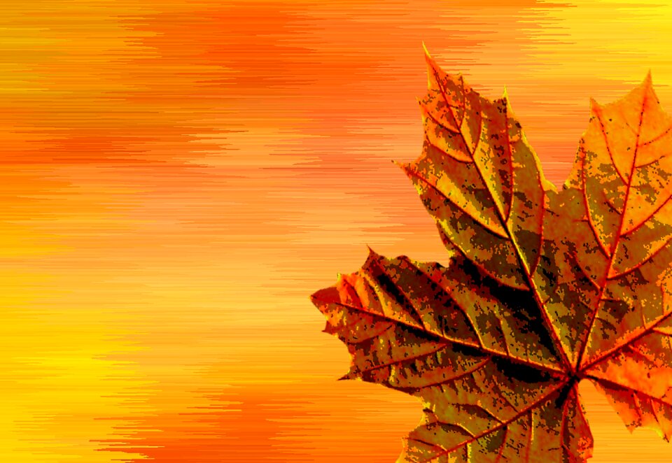 Fall foliage fall leaves tree. Free illustration for personal and commercial use.