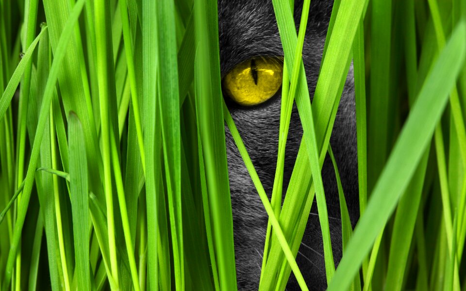 View lauer position cat's eyes. Free illustration for personal and commercial use.