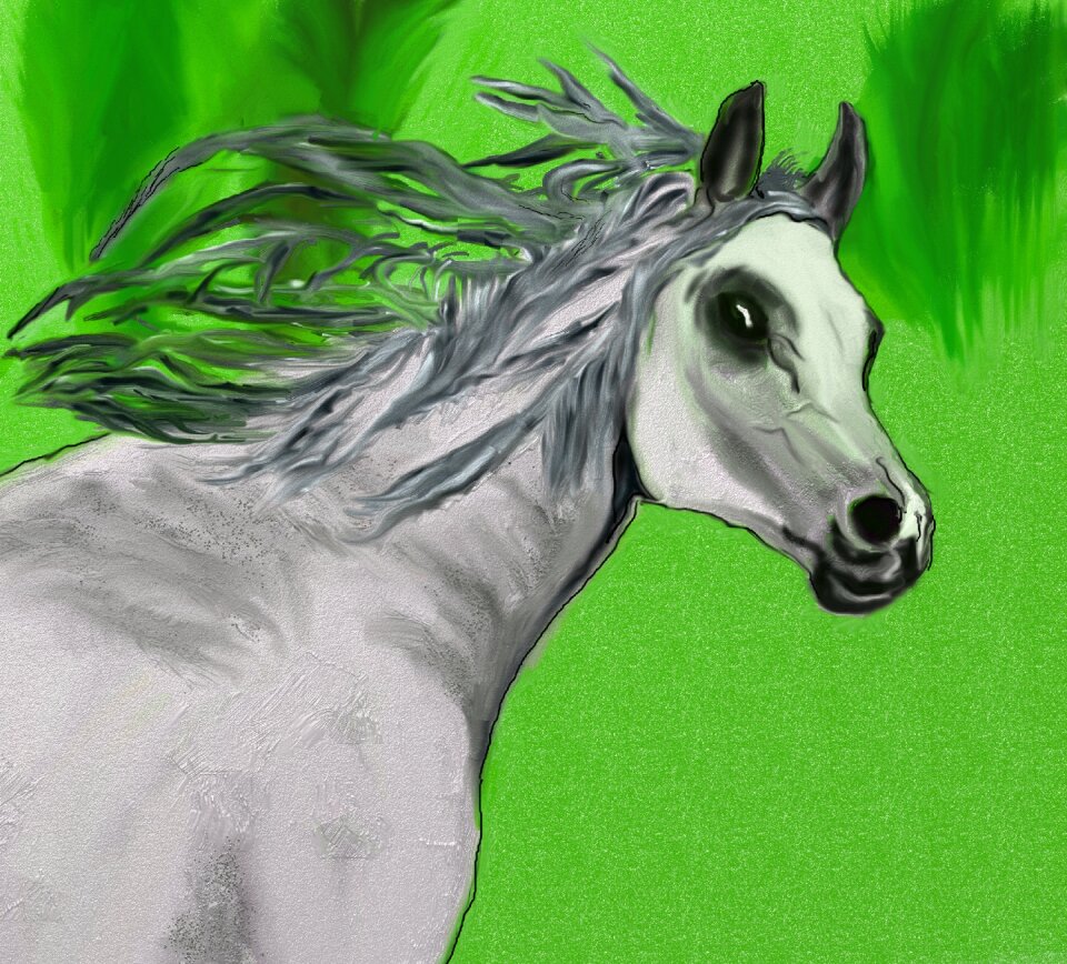 Pferdeportrait white horse reiter. Free illustration for personal and commercial use.