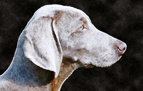 Watercolor weimaraner oekaki. Free illustration for personal and commercial use.