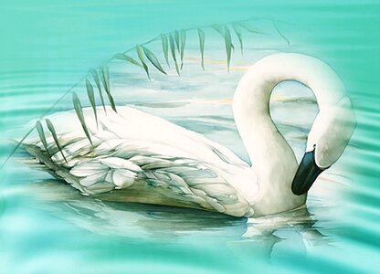 White swan water animal. Free illustration for personal and commercial use.