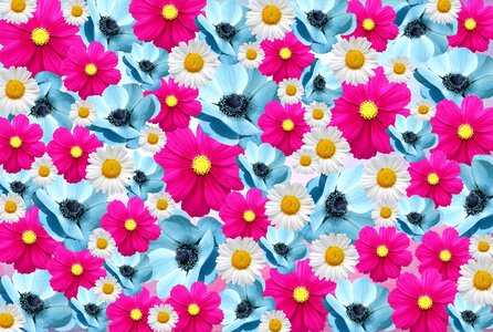 Light blue romantic daisy. Free illustration for personal and commercial use.