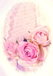 Dusky pink rose bloom strauss. Free illustration for personal and commercial use.