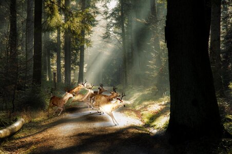 Antler forest animal world. Free illustration for personal and commercial use.