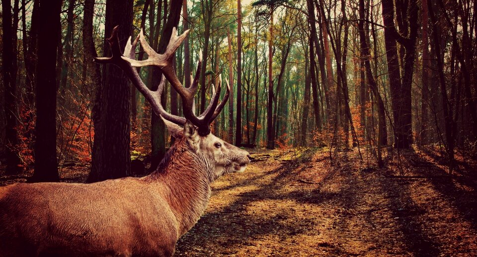 Forest waldier antler. Free illustration for personal and commercial use.