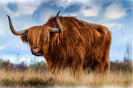 Bull beef long horn. Free illustration for personal and commercial use.
