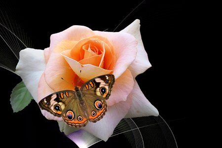 Rose floribunda butterfly. Free illustration for personal and commercial use.