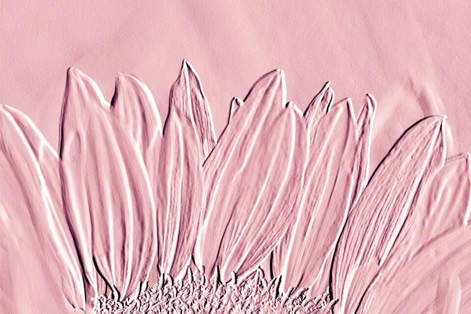 Pink petals poster. Free illustration for personal and commercial use.