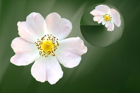 Wild rose white ball. Free illustration for personal and commercial use.