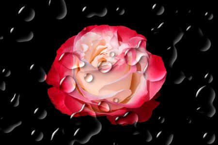 Rose red red rose. Free illustration for personal and commercial use.