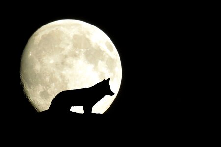 Wolf moonlight night. Free illustration for personal and commercial use.