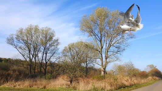 Gulls argue grove of trees. Free illustration for personal and commercial use.