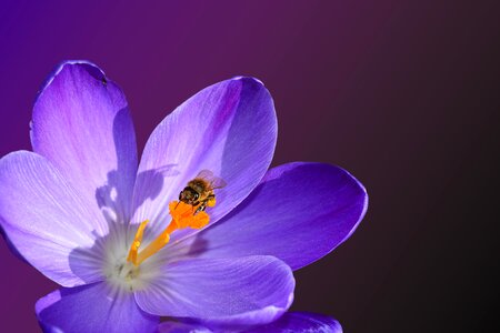 Insect crocus spring. Free illustration for personal and commercial use.