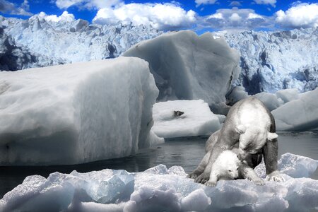 Bear arctic ice floe. Free illustration for personal and commercial use.