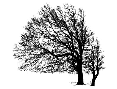 Nature branch tree silhouette. Free illustration for personal and commercial use.