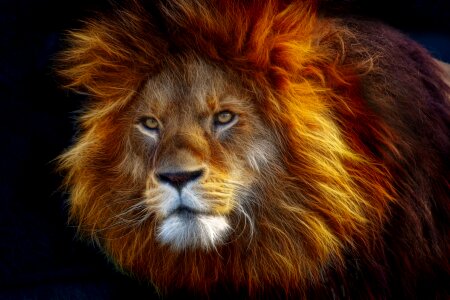 Animal world lion mane. Free illustration for personal and commercial use.