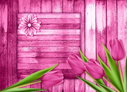 Tulip background flowers. Free illustration for personal and commercial use.