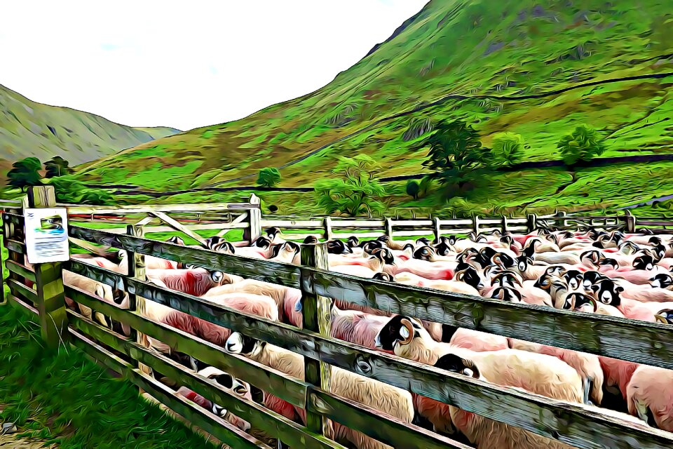 Field livestock sheep. Free illustration for personal and commercial use.