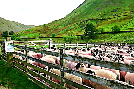 Field livestock sheep. Free illustration for personal and commercial use.