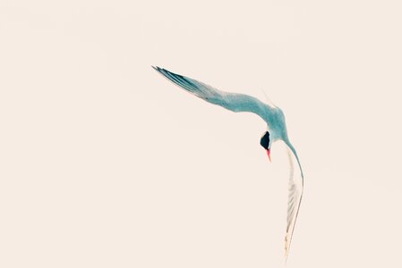Nature flying wing. Free illustration for personal and commercial use.
