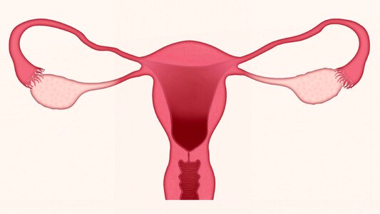 Gynecology pregnancy cervix. Free illustration for personal and commercial use.