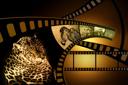 Video safari leopard. Free illustration for personal and commercial use.