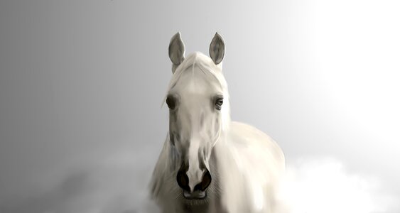 Stallion mare foal. Free illustration for personal and commercial use.