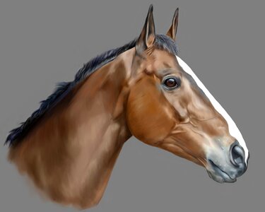 Racehorse digital painting grass. Free illustration for personal and commercial use.