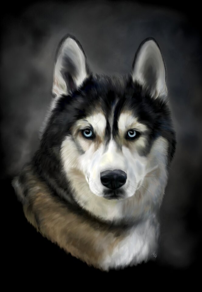 Animal pet husky dog. Free illustration for personal and commercial use.