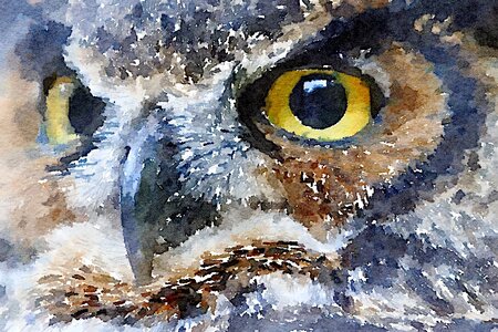 Watercolour owl bird. Free illustration for personal and commercial use.