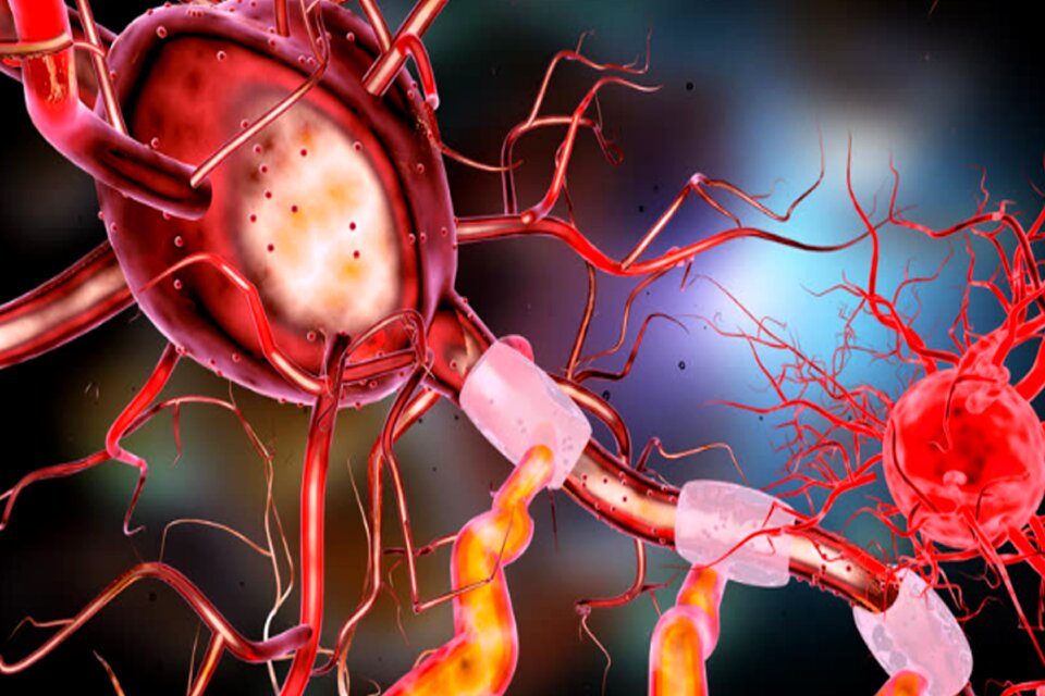 Nerve science system - Free Stock Illustrations | Creazilla