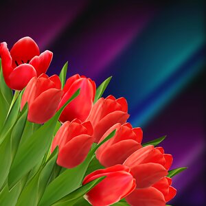Plant tulip tulips. Free illustration for personal and commercial use.
