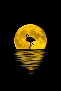 Animal full moon background. Free illustration for personal and commercial use.