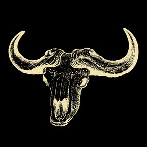 Bull buffalo texas. Free illustration for personal and commercial use.