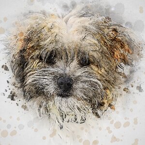 Small dog wildlife photography canine. Free illustration for personal and commercial use.