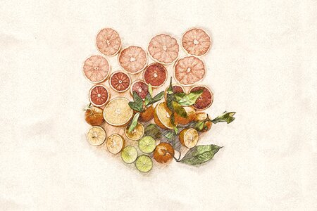 Hand drawn fruit citrus orange. Free illustration for personal and commercial use.