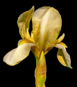Bloom yellow iris. Free illustration for personal and commercial use.